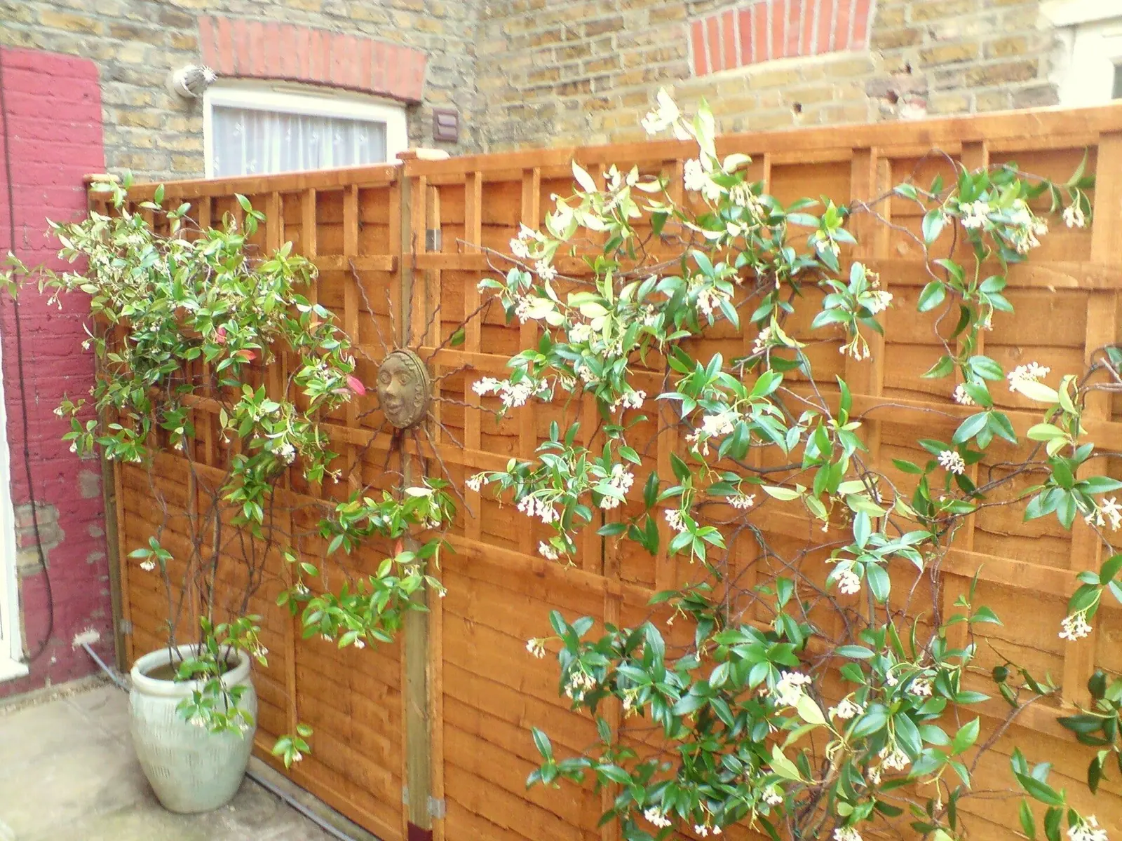 Star jasmine trained on trellis against a new fence